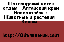 Шотландский котик отдам - Алтайский край, Новоалтайск г. Животные и растения » Кошки   